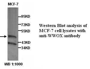Anti-WWOX