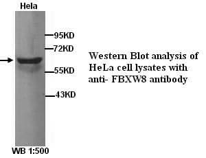 Anti-FBXW8