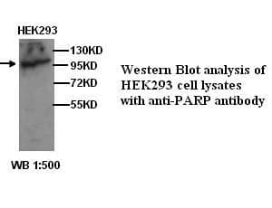 Anti-PARP1