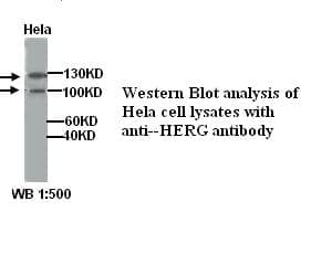 Anti-HERG