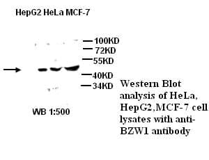 Anti-BZW1