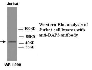 Anti-DAP3