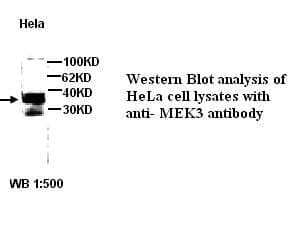 Anti-MEK3