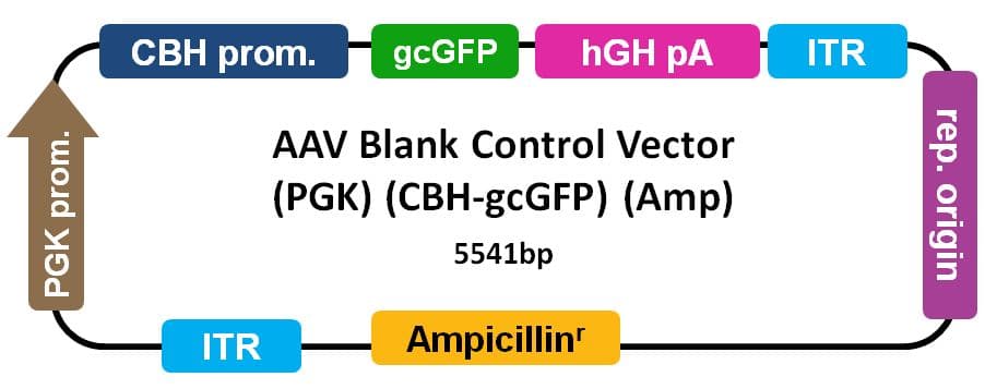 AAV-PGK-Blank-CBh-GFP Control Vector