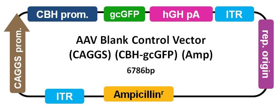 AAV-CAGGS-Blank-CBh-GFP Control Vector