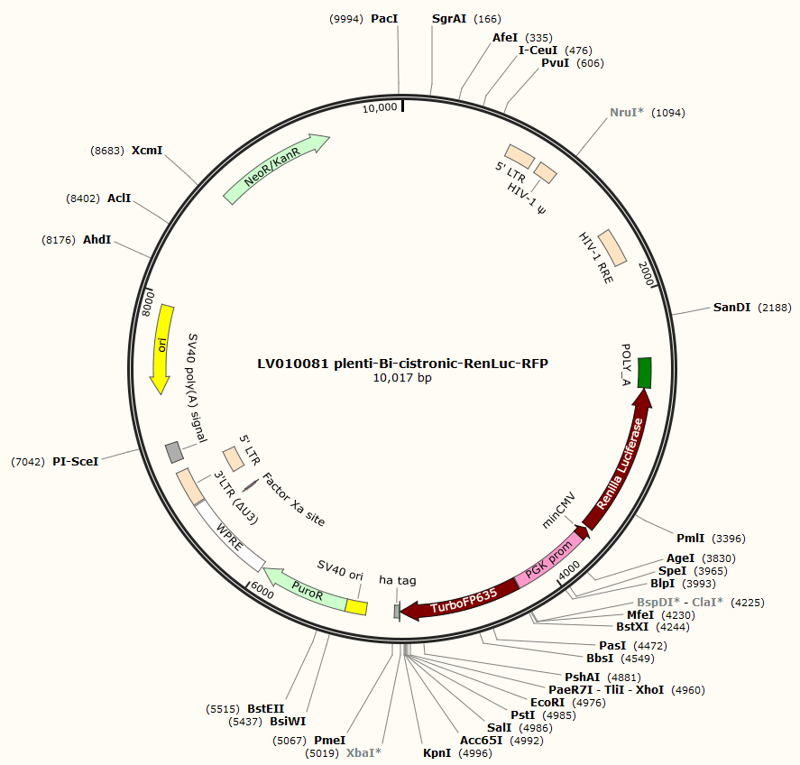Luciferase (Renilla reniformis) RFP Lentiviral Vector (Bicistronic)(minCMV)(PGK)