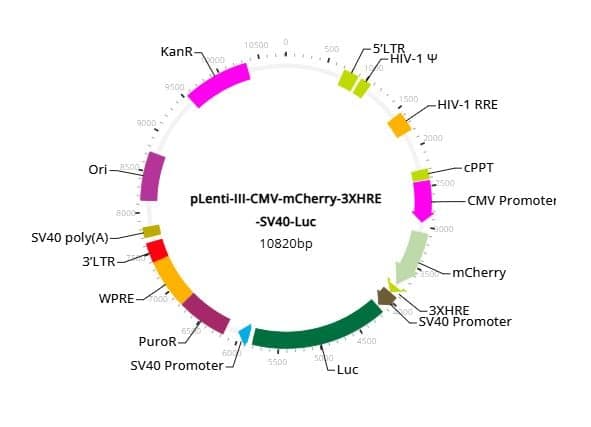 Luciferase-mCherry Lentiviral Vector (CMV)