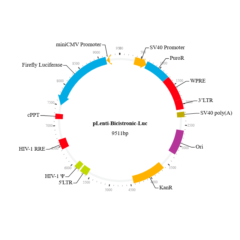Lenti-Bicistronic-Luc Vector