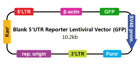 Blank 5’ UTR Reporter Lentiviral Vector (GFP)