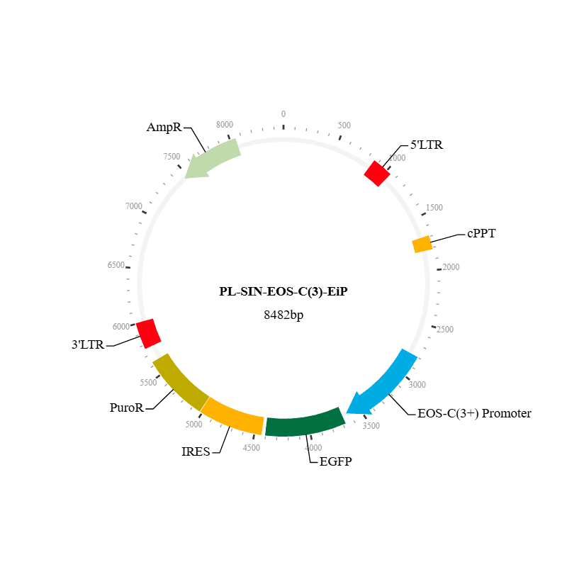 EOS Lentiviral Vector  (PL-SIN-EOS-C(3)-EiP)