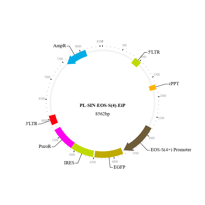 EOS Lentiviral Vector  (PL-SIN-EOS-S(4)-EiP)