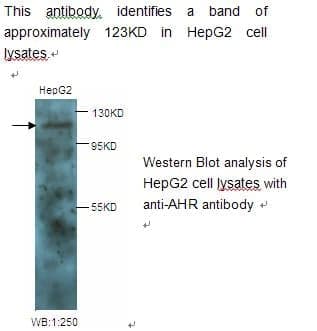 Anti-AHR
