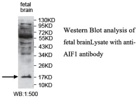Anti-AIF1