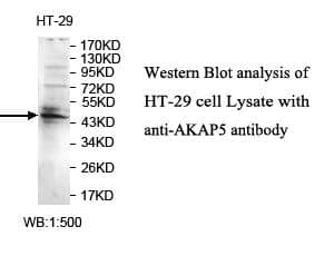 Anti-AKAP5