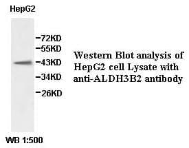 Anti-ALDH3B2