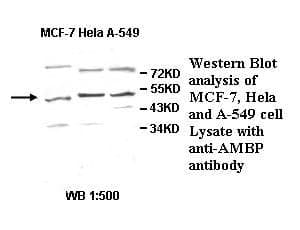 Anti-AMBP