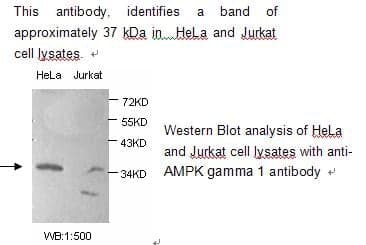 Anti-AMPK gamma 1