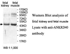 Anti-ANKRD40