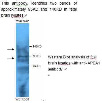 Anti-APBA1