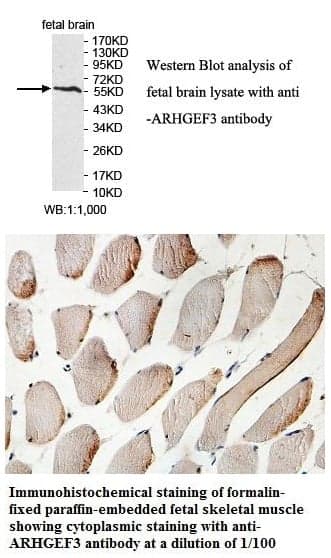 Anti-ARHGEF3