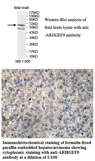 Anti-ARHGEF9