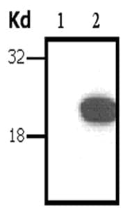 Anti-ARHI Mouse Monoclonal