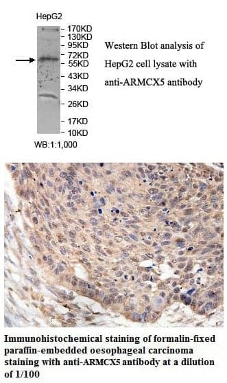 Anti-ARMCX5