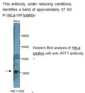 Anti-ATF1