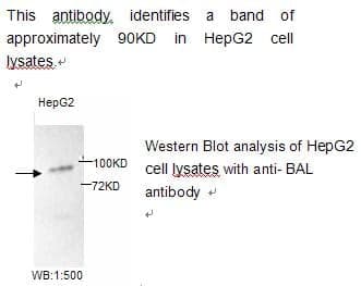 Anti-BAL