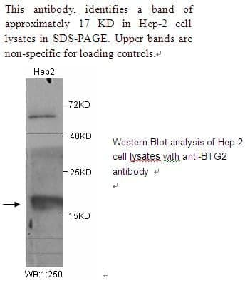 Anti-BTG2