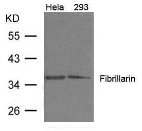 Anti-Fibrillarin (Mouse Monoclonal)