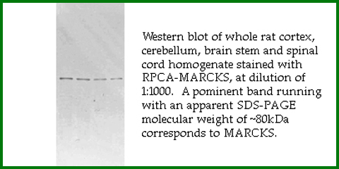 Anti-MARCKS (Rabbit Polyclonal)