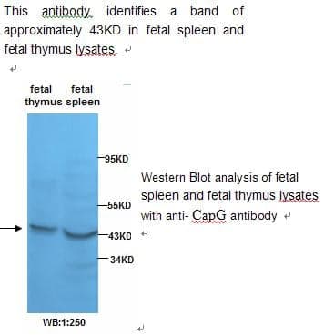 Anti-Actin Regulatory Protein CAPG