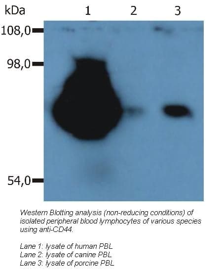 Anti-CD44