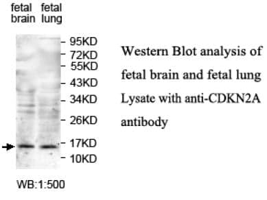 Anti-CDKN2A