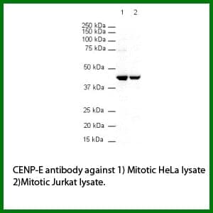 Anti-CENP-E