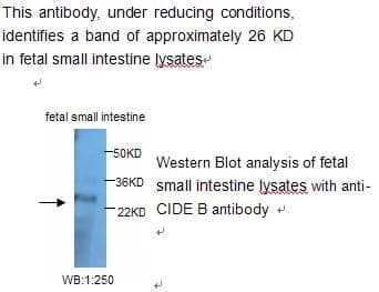 CIDEB