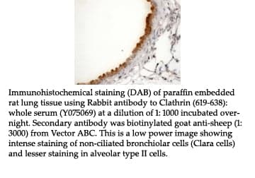 Anti-Clathrin (619-638)