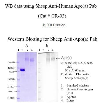 Anti-Human Apo (a)