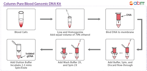 Column-Pure Blood Genomic DNA Kit