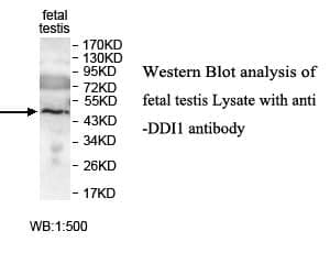 Anti-DDI1