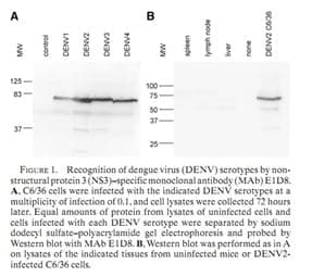 Anti-DENV NS3