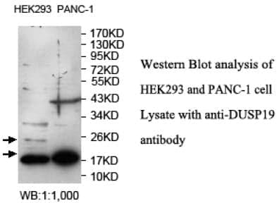 Anti-DUSP19
