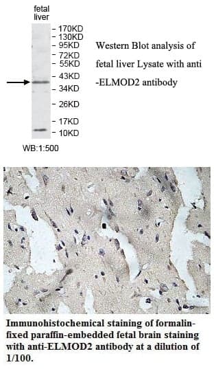 Anti-ELMOD2