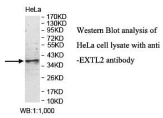 Anti-EXTL2