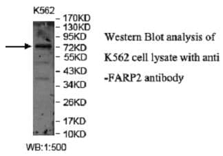 Anti-FARP2
