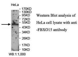 Anti-FBXO15