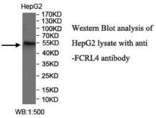Anti-FCRL4