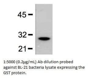 Anti-GST Tag  (Mouse Monoclonal)
