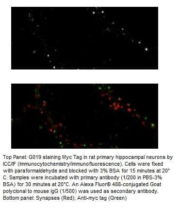 Anti-Myc Tag  (Mouse Monoclonal)